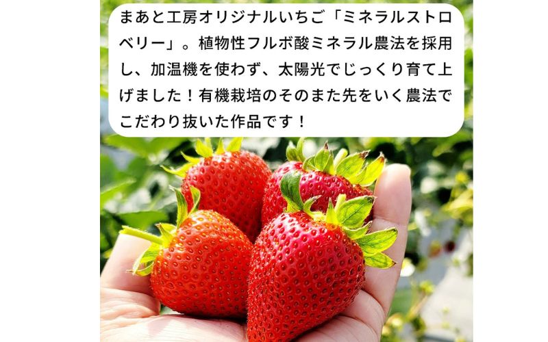 【体験】いちご狩り体験チケット ( 1名様分) 【maato001A】