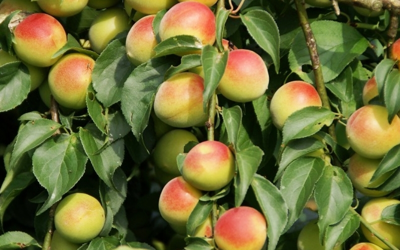 å¯ä¹å©ã®ããŸããã15åæšç®±å
¥ã / ã¿ãªã¹çº æ¢
æ¢
ã¹ã€ãŒã ãã¶ãŒã ãèå ãè¶ãã å®ç çŽå·å髿¢
å髿¢
å¡©å0ïŒ
å¡©åãŒã ç¡å¡© èŽç èŽãç© ã®ãã ãã¬ãŒã³ã é²ç©ãsskn009ã