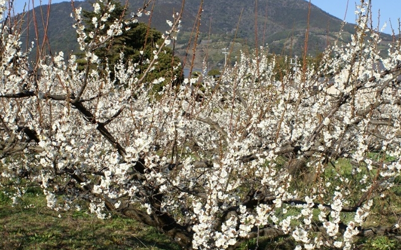 梅干し　富之助のしそ漬け南高梅　800g / みなべ町 梅干し 梅干 紫蘇梅干し しそ梅干し 完熟 うめぼし 紀州南高梅 南高梅 塩分約13％ 昔ながら なつかしい 贈答 贈り物 ギフト プレゼント 進物【sskn005】