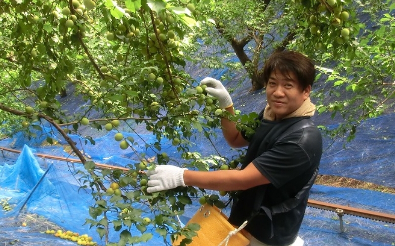 梅干し　富之助の南高梅白干し　900g / みなべ町 梅干し 梅干 白干梅 白梅 完熟 うめぼし 紀州南高梅 南高梅 昔ながら しょっぱい 懐かしい 塩分約19％ 贈答 贈り物 ギフト プレゼント 進物【sskn001】