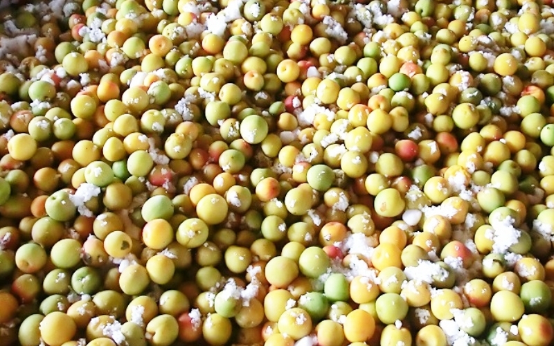 å¯ä¹å©ã®ããŸããã15åæšç®±å
¥ã / ã¿ãªã¹çº æ¢
æ¢
ã¹ã€ãŒã ãã¶ãŒã ãèå ãè¶ãã å®ç çŽå·å髿¢
å髿¢
å¡©å0ïŒ
å¡©åãŒã ç¡å¡© èŽç èŽãç© ã®ãã ãã¬ãŒã³ã é²ç©ãsskn009ã