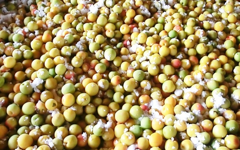 å¯ä¹å©ã®ããŸããã12åå
¥ã / ã¿ãªã¹çº æ¢
æ¢
ã¹ã€ãŒã ãã¶ãŒã ãèå ãè¶ãã å®ç çŽå·å髿¢
å髿¢
å¡©å0ïŒ
å¡©åãŒã ç¡å¡© èŽç èŽãç© ã®ãã ãã¬ãŒã³ã é²ç©ãsskn008ã