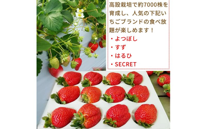 【体験】いちご狩り体験チケット ( 1名様分) 【maato001A】