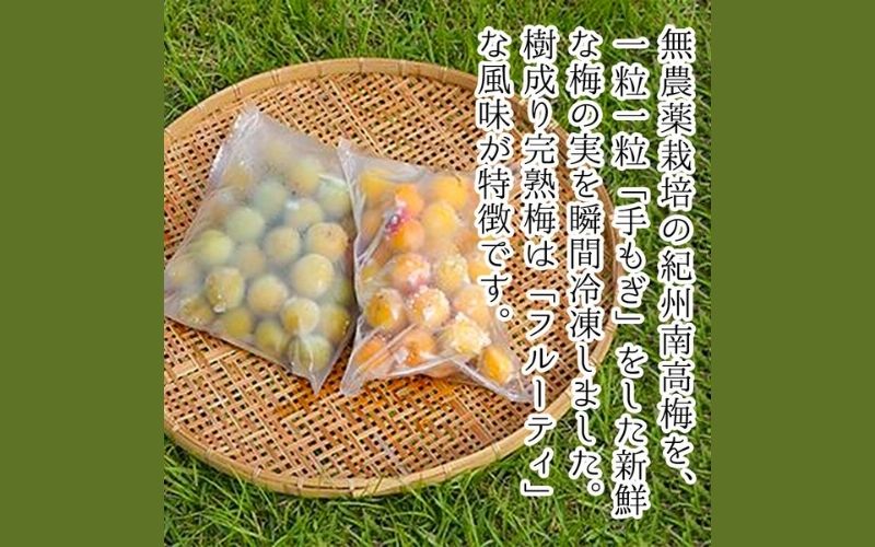 農薬を使用していない南高梅　青梅1kg、完熟梅1kg　trgk003A