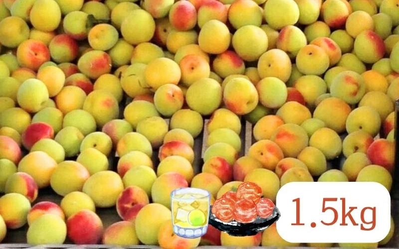 ［先行予約］紀州産 完熟南高梅 生梅 1.5kg［2026年発送分］【hjumys024】