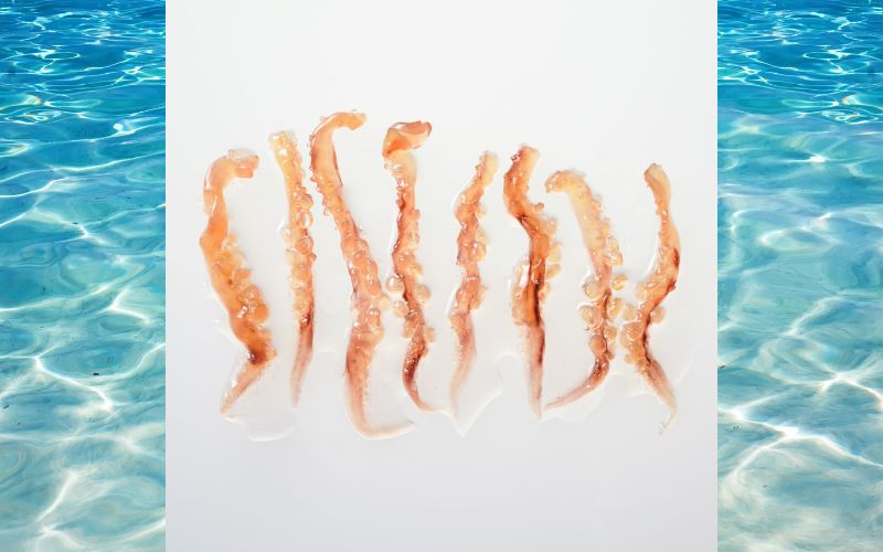 【釣り】釣りエサ　セカンドベイト 4種セット（オキアミ・イソガニ・イソメ・ゲソ） 【hmi005】