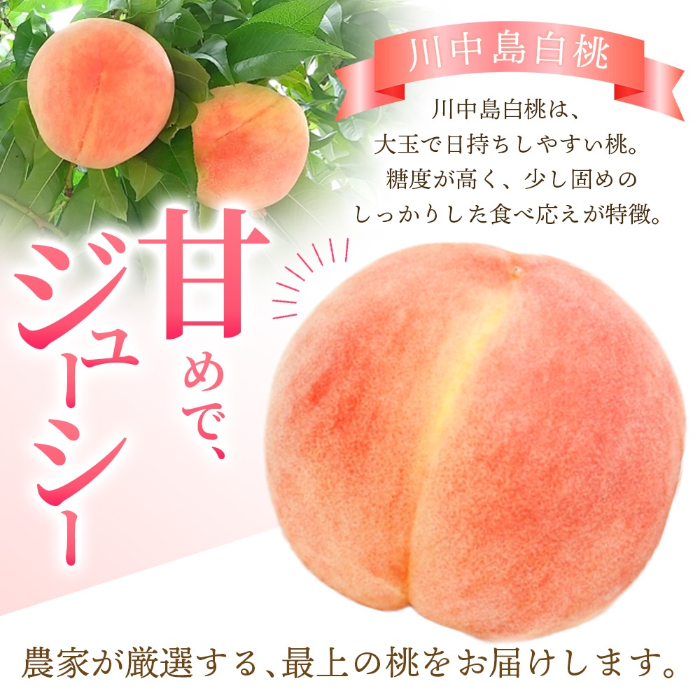 【 先行予約】川中島白桃　約2kg 6〜8個入【2026年7月末頃から順次発送】【秀品】こだわり農家厳選  桃の王様！  【BK013-kgr011A】