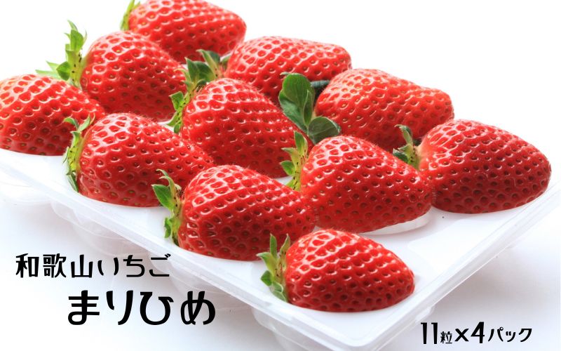 ［先行予約］いちご（まりひめ）　1パック(11粒入り）×4パック　ゆりかーご包装  ［2026年3月中旬から4月中旬にお届け予定］tagfam004