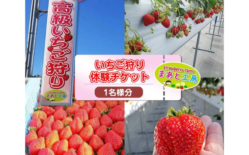 【体験】いちご狩り体験チケット ( 2名様分) ペアチケット 【maato002B】