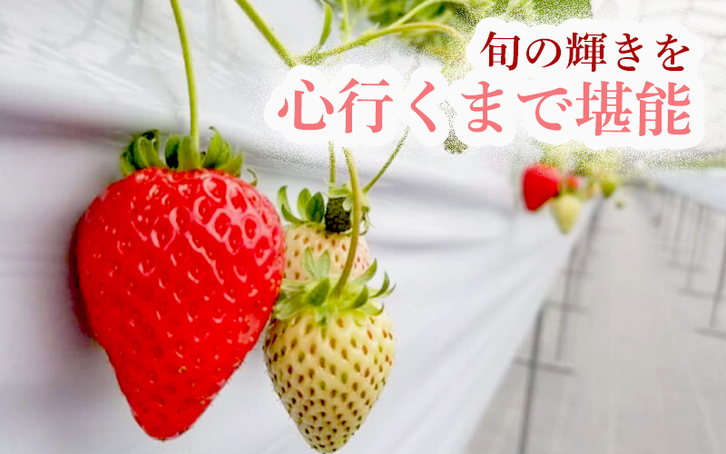 【体験】 【開催期間 2027年1月1日～5月7日】 オリジナルいちごと人気ブランドいちごの食べ比べ いちご狩り体験チケット ( 4名様分) ＋お土産いちご4パック付き【maato009】