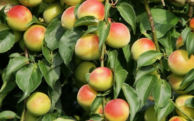 å¯ä¹å©ã®ããŸããã12åå
¥ã / ã¿ãªã¹çº æ¢
æ¢
ã¹ã€ãŒã ãã¶ãŒã ãèå ãè¶ãã å®ç çŽå·å髿¢
å髿¢
å¡©å0ïŒ
å¡©åãŒã ç¡å¡© èŽç èŽãç© ã®ãã ãã¬ãŒã³ã é²ç©ãsskn008ã