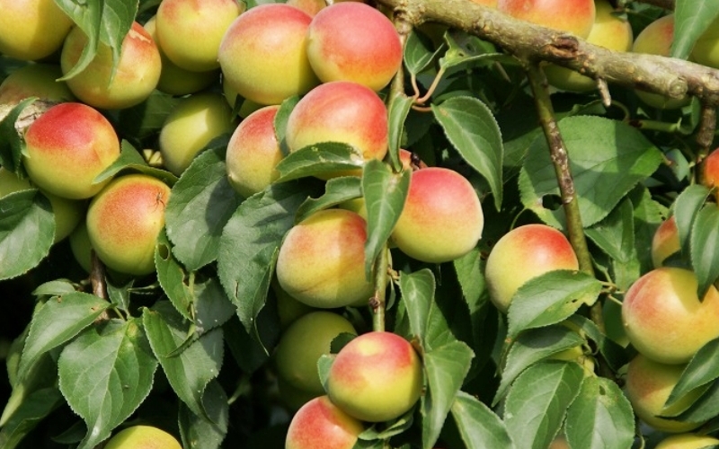 梅干し　富之助の白干し小梅　800g / みなべ町 梅干し 梅干 白干梅 白梅 完熟 小梅 小さい うめぼし 紀州南高梅 南高梅 昔ながら しょっぱい 懐かしい 塩分約19％ 贈答 贈り物 ギフト プレゼント 進物 お弁当 おにぎり ご飯のお供【sskn002】