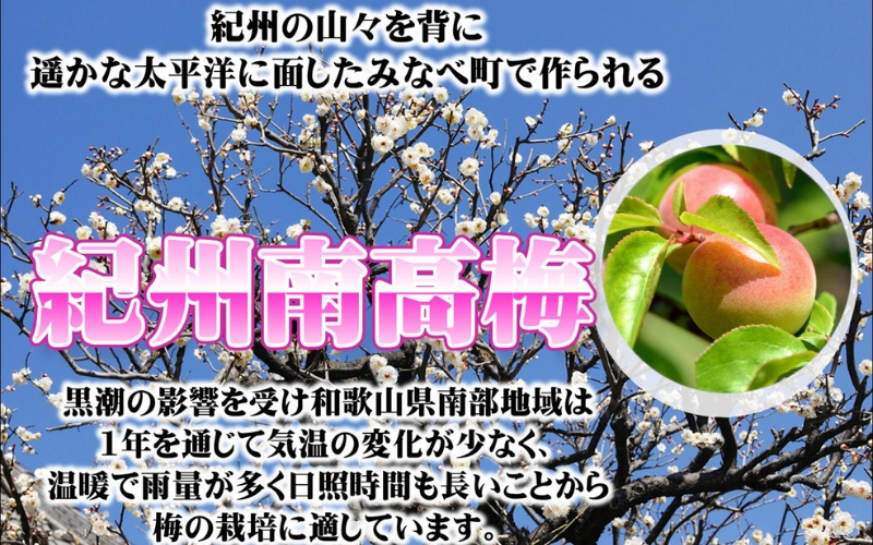 みかんこい梅　100g × 4個　塩分5％【yplu005C】