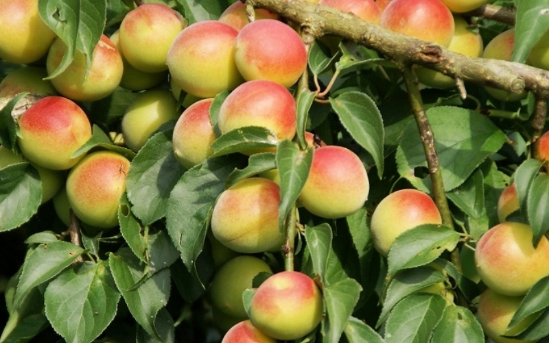 梅干し　富之助の南高梅白干し　900g / みなべ町 梅干し 梅干 白干梅 白梅 完熟 うめぼし 紀州南高梅 南高梅 昔ながら しょっぱい 懐かしい 塩分約19％ 贈答 贈り物 ギフト プレゼント 進物【sskn001】