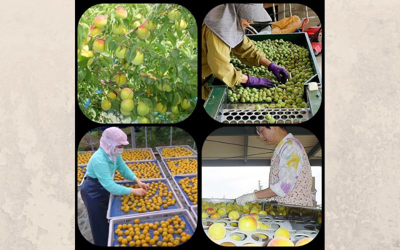 荳雁埋螯よーエ譴驟 720ml 縲辛jumys029縲