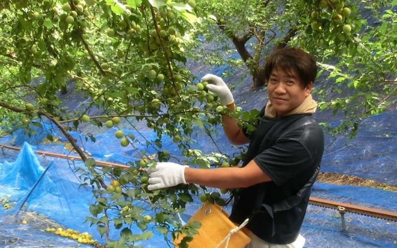梅干し　富之助のしそ漬け南高梅　800g / みなべ町 梅干し 梅干 紫蘇梅干し しそ梅干し 完熟 うめぼし 紀州南高梅 南高梅 塩分約13％ 昔ながら なつかしい 贈答 贈り物 ギフト プレゼント 進物【sskn005】