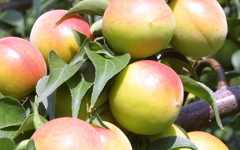 【塩分約8％】和歌山紀州南高梅 つぶれ梅 はちみつ漬け 訳あり 800g agrjpn002A