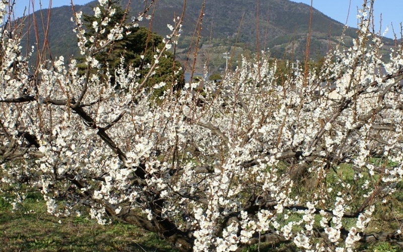 梅干し　富之助の白干し小梅　800g / みなべ町 梅干し 梅干 白干梅 白梅 完熟 小梅 小さい うめぼし 紀州南高梅 南高梅 昔ながら しょっぱい 懐かしい 塩分約19％ 贈答 贈り物 ギフト プレゼント 進物 お弁当 おにぎり ご飯のお供【sskn002】