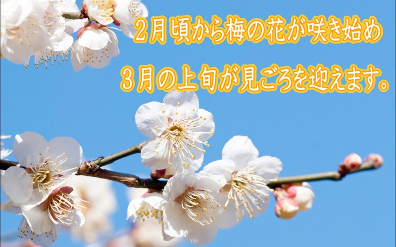 紀州南高梅　はちみつ梅 1.2kg　塩分8%【yplu013B】