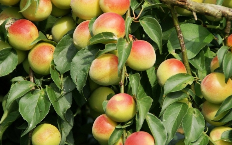 æ¢
å¹²ã å¯ä¹å©ã®ããå¡©å³å髿¢
800g / ã¿ãªã¹çº æ¢
å¹²ã æ¢
å¹² è塩峿¢
å¹²ã ãã塩峿¢
å¹²ã å®ç ãããŒã çŽå·å髿¢
å髿¢
å¡©åçŽ9ïŒ
äœå¡© å¡©åæ§ãã èŽç èŽãç© ã®ãã ãã¬ãŒã³ã é²ç©ãsskn004ã