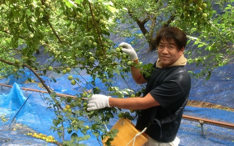 梅干し　富之助の白干し小梅　800g / みなべ町 梅干し 梅干 白干梅 白梅 完熟 小梅 小さい うめぼし 紀州南高梅 南高梅 昔ながら しょっぱい 懐かしい 塩分約19％ 贈答 贈り物 ギフト プレゼント 進物 お弁当 おにぎり ご飯のお供【sskn002】