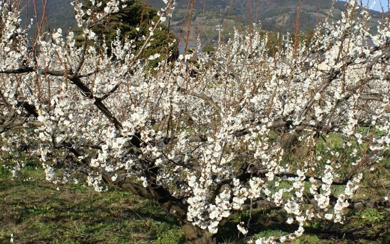 å¯ä¹å©ã®ããŸããã12åå
¥ã / ã¿ãªã¹çº æ¢
æ¢
ã¹ã€ãŒã ãã¶ãŒã ãèå ãè¶ãã å®ç çŽå·å髿¢
å髿¢
å¡©å0ïŒ
å¡©åãŒã ç¡å¡© èŽç èŽãç© ã®ãã ãã¬ãŒã³ã é²ç©ãsskn008ã