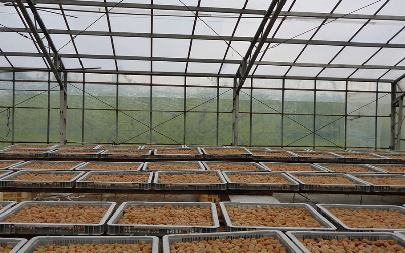 【塩分約8％】和歌山紀州南高梅 つぶれ梅 はちみつ漬け 訳あり 800g agrjpn002A