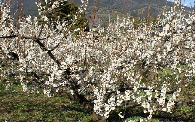 å¯ä¹å©ã®ããŸããã15åæšç®±å
¥ã / ã¿ãªã¹çº æ¢
æ¢
ã¹ã€ãŒã ãã¶ãŒã ãèå ãè¶ãã å®ç çŽå·å髿¢
å髿¢
å¡©å0ïŒ
å¡©åãŒã ç¡å¡© èŽç èŽãç© ã®ãã ãã¬ãŒã³ã é²ç©ãsskn009ã