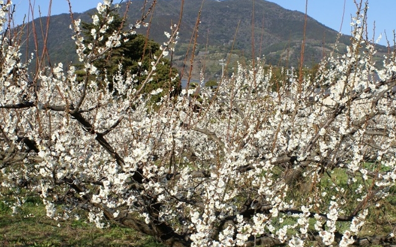 梅干し　富之助の南高梅白干し　900g / みなべ町 梅干し 梅干 白干梅 白梅 完熟 うめぼし 紀州南高梅 南高梅 昔ながら しょっぱい 懐かしい 塩分約19％ 贈答 贈り物 ギフト プレゼント 進物【sskn001】
