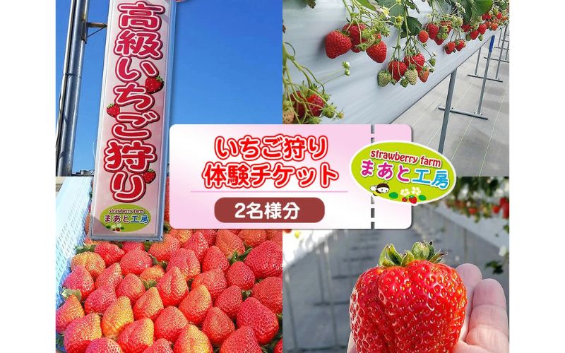 【体験】いちご狩り体験チケット ( 2名様分) ペアチケット 【maato002B】