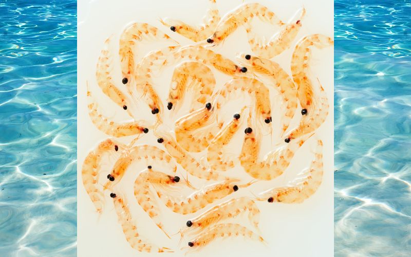 【釣り】釣りエサ　セカンドベイト 4種セット（オキアミ・イソガニ・イソメ・ゲソ） 【hmi005】