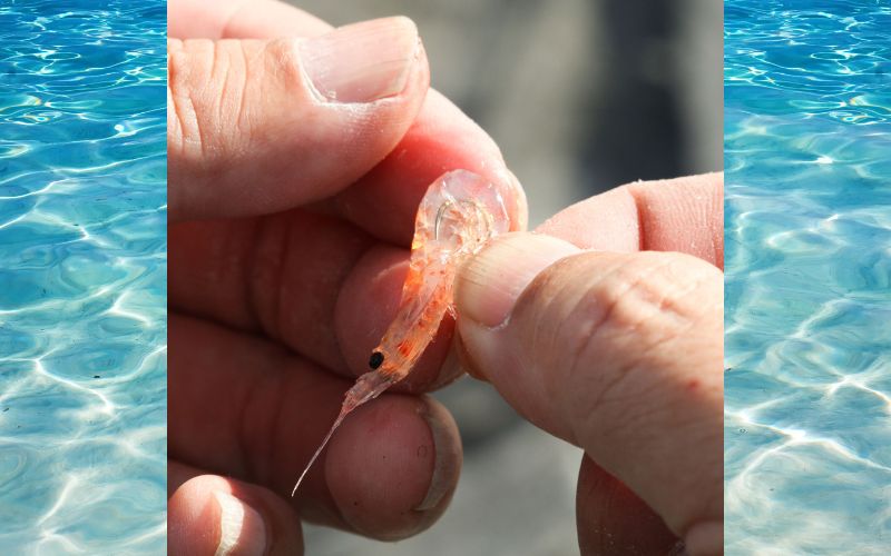 é£ããšãµãGã¯ãªã«Wããã¯ãLLãµã€ãºãçŽ100gïŒçŽ50gÃ2ããã¯ïŒÃ6åããhmi010ã