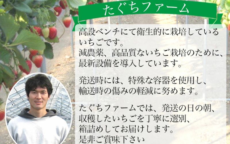 ［先行予約］いちご（まりひめ）　1パック(11粒入り）×4パック　ゆりかーご包装  ［2026年3月中旬から4月中旬にお届け予定］tagfam004