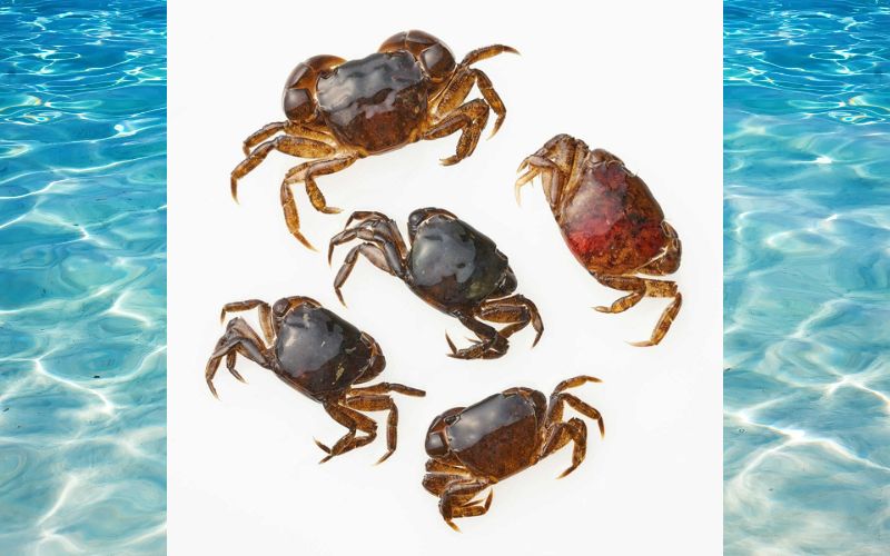 【釣り】釣りエサ　セカンドベイト 4種セット（オキアミ・イソガニ・イソメ・ゲソ） 【hmi005】