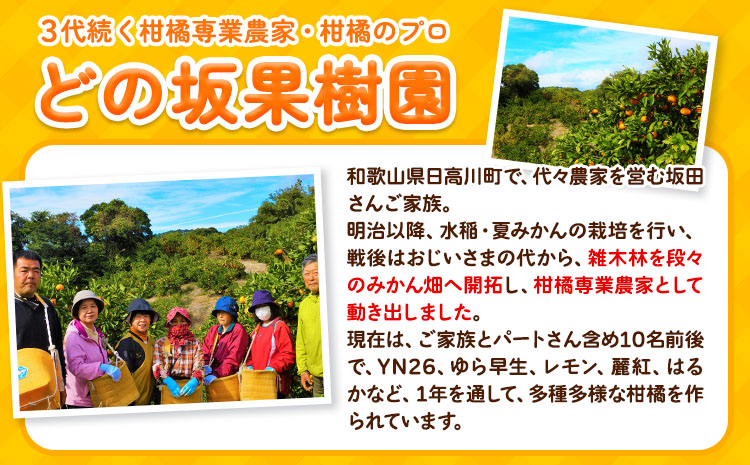 早生 みかん 5kg(2S〜Lサイズ) どの坂果樹園《12月上旬-1月末頃出荷》 和歌山県 日高川町 早生みかん 柑橘 ミカン 果物 フルーツ くだもの みかん 早生