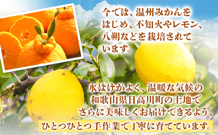 【先行予約】紅八朔 約10kg 長岡農園《2026年3月下旬-5月中旬頃出荷》 和歌山県 日高川町 紅八朔 八朔 はっさくハッサク