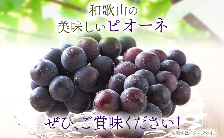 たねなし ピオーネ 約2kg 厳選館 《2025年8月下旬-10月中旬頃出荷》 和歌山県 日高川町 フルーツ ぶどう ピオーネ たねなし 2kg 和歌山県産 【配送不可地域あり】ブドウくだもの果物フルーツ