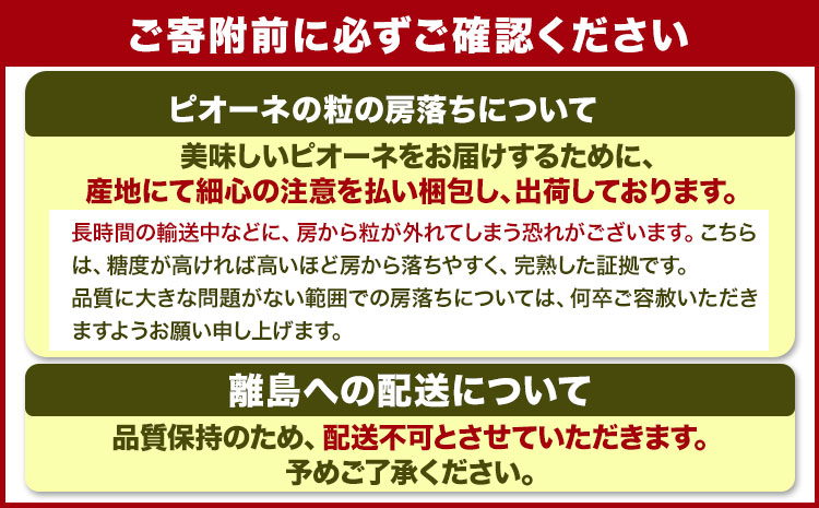 たねなし ピオーネ 約2kg 厳選館 《2025年8月下旬-10月中旬頃出荷》 和歌山県 日高川町 フルーツ ぶどう ピオーネ たねなし 2kg 和歌山県産 【配送不可地域あり】ブドウくだもの果物フルーツ