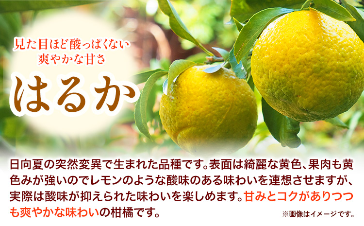 はるか 秀品はるか 約 5kg サイズ混合 どの坂果樹園《3月上旬-5月下旬頃出荷》 和歌山県 日高川町 はるか 秀品 旬 柑橘 フルーツ 果物くだもの