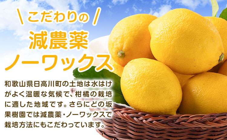 レモン 国産 レモン 3kg(L～4Lサイズ) ノーワックス 減農薬 どの坂果樹園《2025年2月上旬-5月末頃より出荷》 和歌山県 日高川町 レモン れもん 檸檬 旬 果物 フルーツ 柑橘 産地直送 送料無料