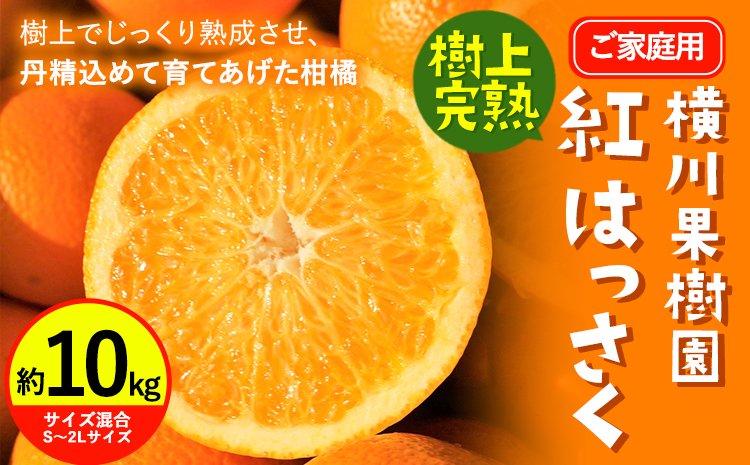 【先行受付】樹上完熟 紅はっさく 約10kg S～3L 家庭用 サイズ混合 横川果樹園 《2025年4月上旬-5月上旬頃出荷》 和歌山県 日高川町 みかん 完熟 柑橘 フルーツ 八朔 はっさく