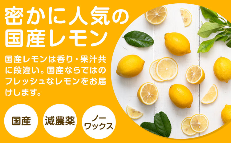 国産 レモン 約 2kg (L～4Lサイズ) ノーワックス 減農薬 どの坂果樹園《2025年2月上旬-5月末頃出荷》 和歌山県 日高川町 レモン れもん 檸檬 果物 フルーツ 国産レモン レモネード レモンサワー はちみつレモン はちみつ ハイボール 旬 柑橘 フルーツ 果物 送料無料