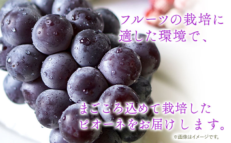 たねなし ピオーネ 約2kg 厳選館 《2025年8月下旬-10月中旬頃出荷》 和歌山県 日高川町 フルーツ ぶどう ピオーネ たねなし 2kg 和歌山県産 【配送不可地域あり】ブドウくだもの果物フルーツ