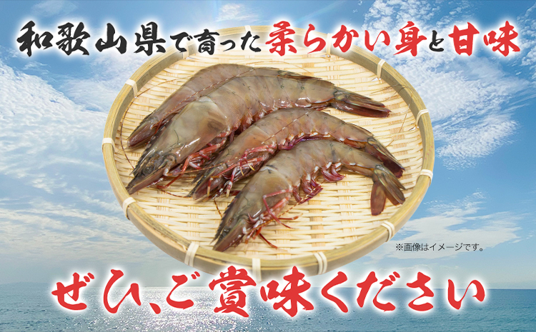 紀州和歌山産天然足赤えび 540g×2箱(270g×4パック) 化粧箱入 魚鶴商店《12月上旬-2月上旬頃出荷》和歌山県 日高川町 足赤えび えび エビ（F-1)