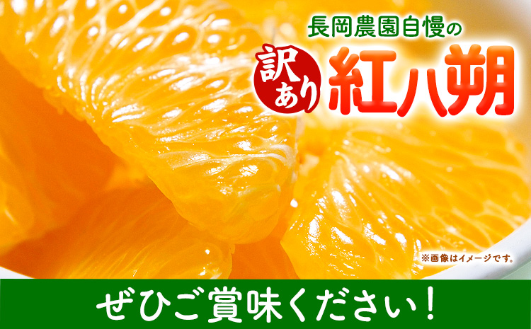 【訳あり】紅八朔 約10kg 長岡農園《2025年3月下旬-5月中旬頃出荷》 和歌山県 日高川町 紅八朔 八朔 はっさく