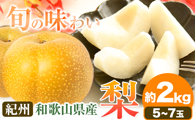 【2026年先行予約】紀州和歌山県産の梨 約2kg 5〜7玉 化粧箱入 魚鶴商店《8月中旬-9月上旬出荷》和歌山県 日高川町 和歌山県産 梨 なし ナシ 贈り物 ギフト