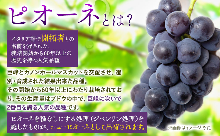 たねなし ピオーネ 約2kg 厳選館 《2025年8月下旬-10月中旬頃出荷》 和歌山県 日高川町 フルーツ ぶどう ピオーネ たねなし 2kg 和歌山県産 【配送不可地域あり】ブドウくだもの果物フルーツ