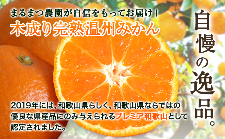 木成り完熟 温州みかん ミックスサイズ 5kg まるまつ農園《12月上旬-1月末頃より出荷》 和歌山県 日高川町 温州みかん みかん 完熟