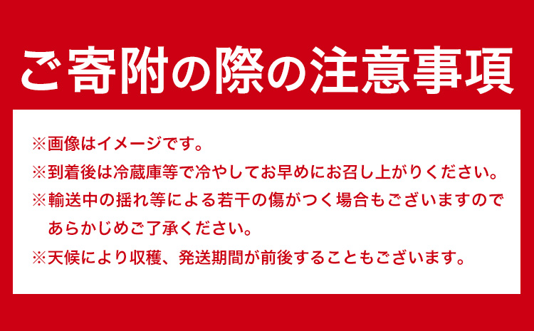 【先行予約】紀州和歌山ブランドいちご「まりひめ」約250g×4パック 約1kg 株式会社魚鶴《2026年3月上旬-3月下旬頃より出荷予定》和歌山県 日高川町 いちご 苺 まりひめ フルーツ 果物 スイーツ 送料無料