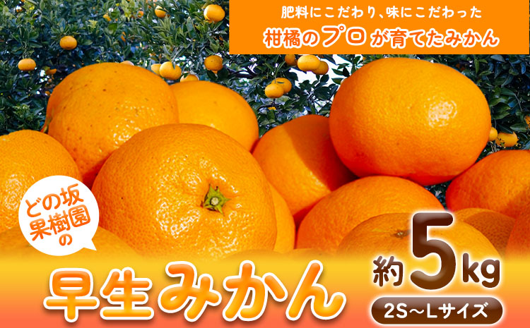 早生 みかん 5kg(2S〜Lサイズ) どの坂果樹園《12月上旬-1月末頃出荷》 和歌山県 日高川町 早生みかん 柑橘 ミカン 果物 フルーツ くだもの みかん 早生